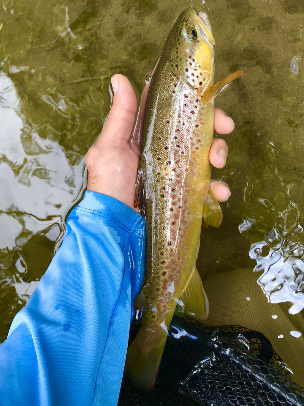 Tennessee & North Carolina Fly Fishing Guides